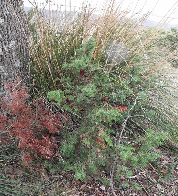 Juniperus oxycedrus